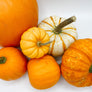 Harvest Pumpkin