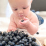 Blueberry Quinoa blend